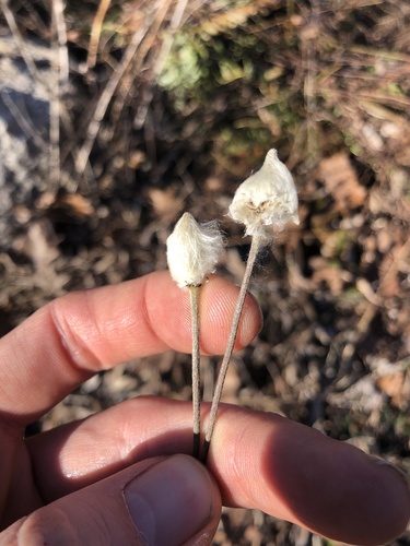 tall thimbleweed (Anemone virginiana)