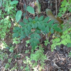 Weinmannia trichosperma
