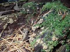 Cribraria argillacea