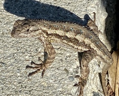 Sceloporus occidentalis