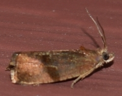 Evora hemidesma