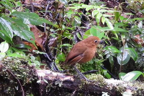 Muisca Antpitta (Grallaria rufula)
