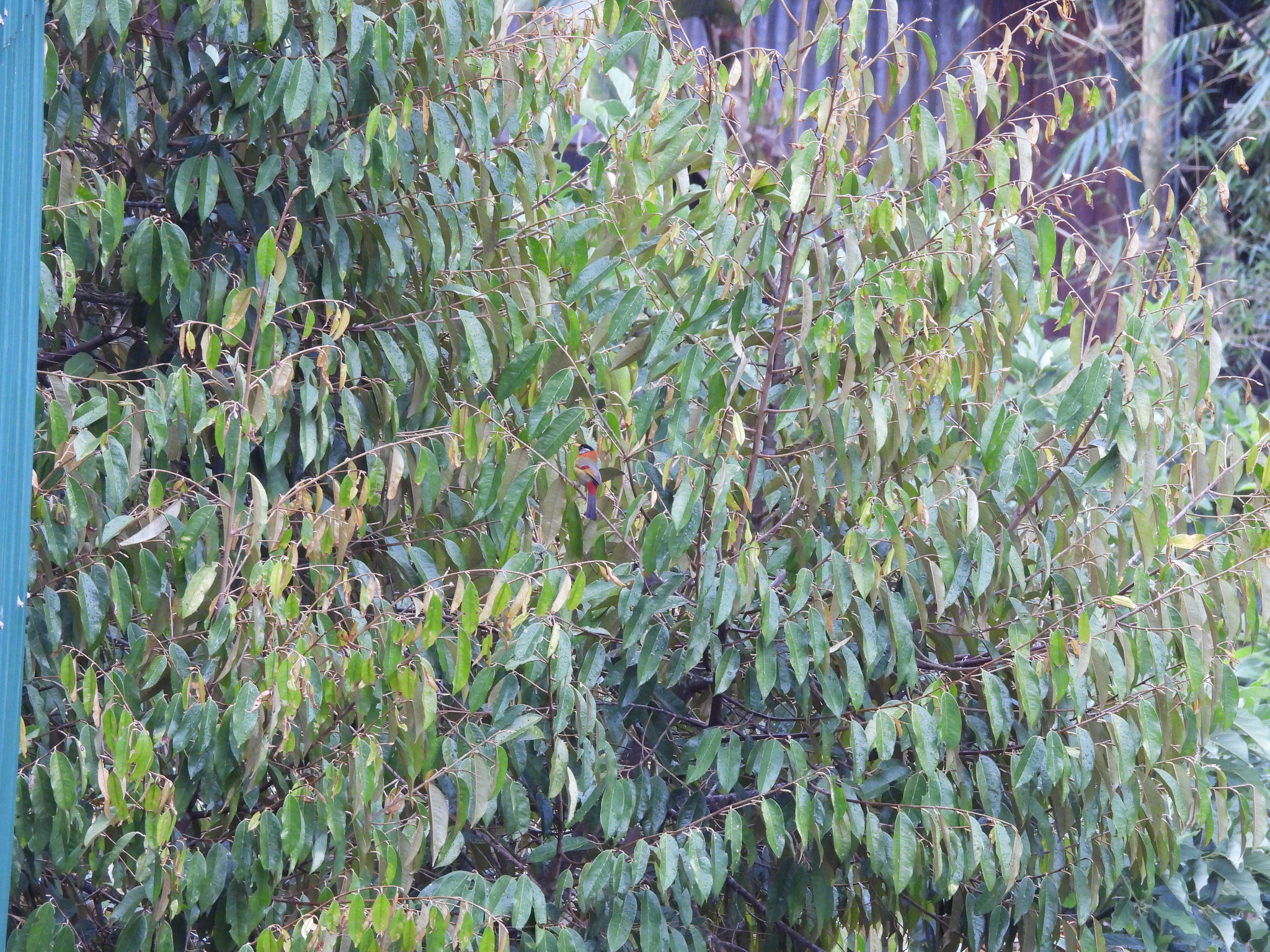Silver-eared Mesia (Leiothrix argentauris), photo 6