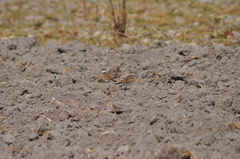 Charadrius vociferus