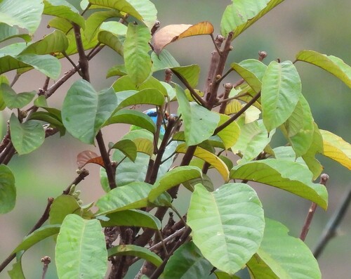 Indochinese Barbet (Psilopogon annamensis), photo 2