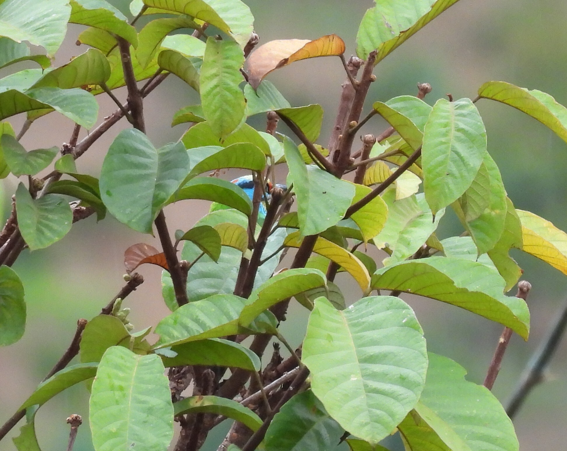 Indochinese Barbet (Psilopogon annamensis), photo 2