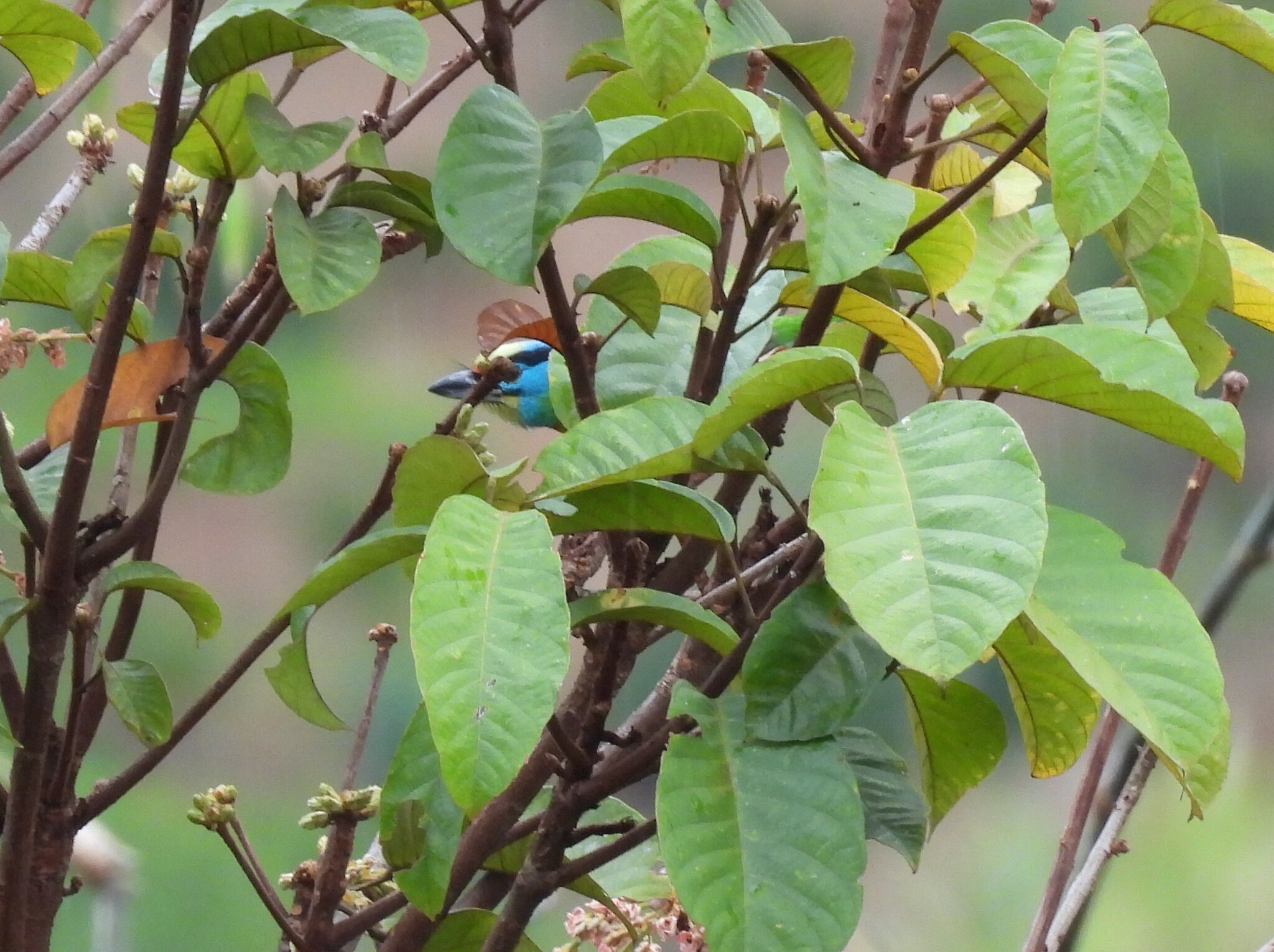 Indochinese Barbet (Psilopogon annamensis), photo 3