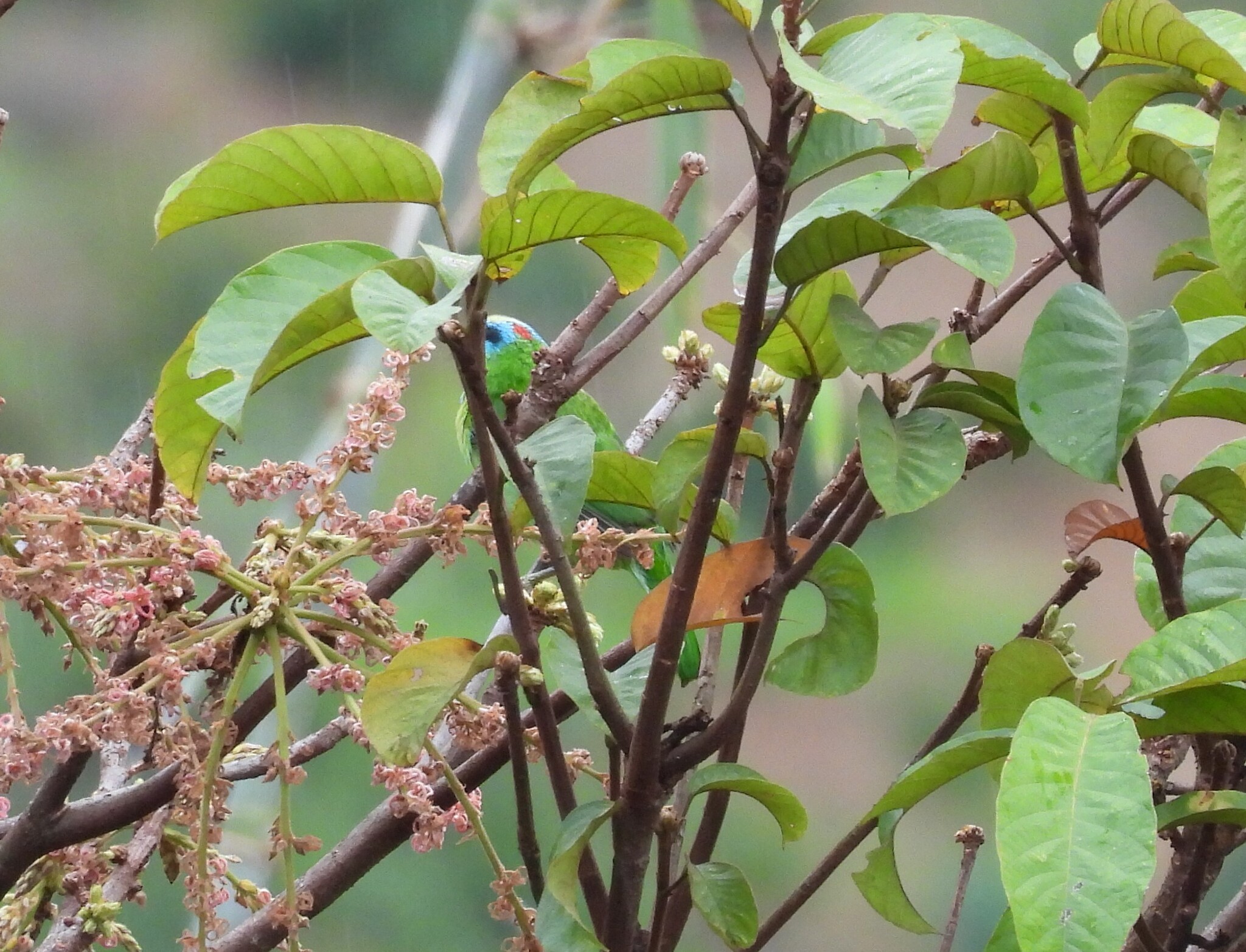 Indochinese Barbet (Psilopogon annamensis), photo 5