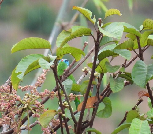 Indochinese Barbet (Psilopogon annamensis), photo 4
