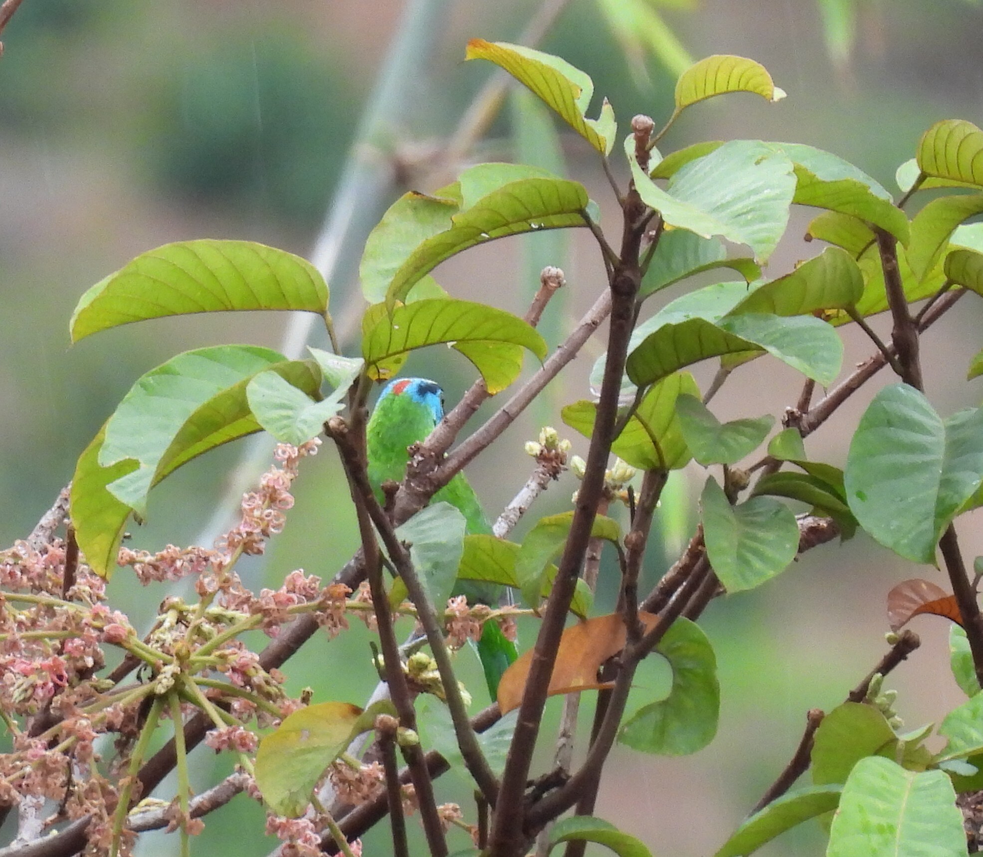 Indochinese Barbet (Psilopogon annamensis), photo 4