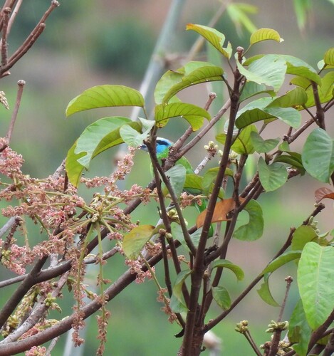 Indochinese Barbet (Psilopogon annamensis), photo 6