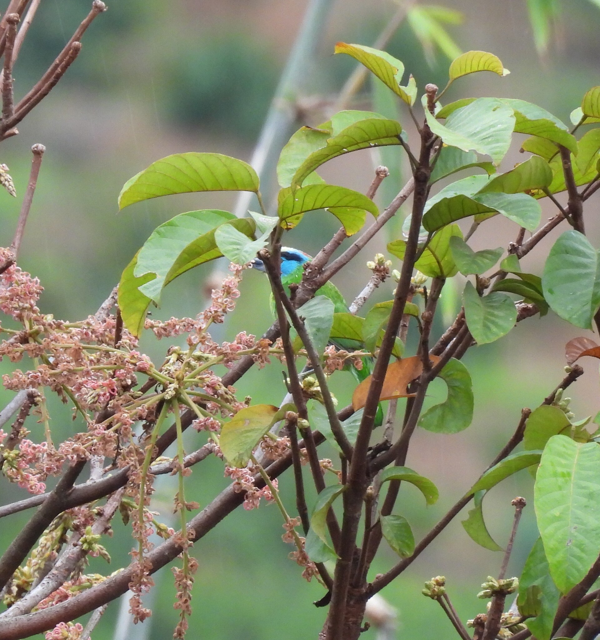 Indochinese Barbet (Psilopogon annamensis), photo 6