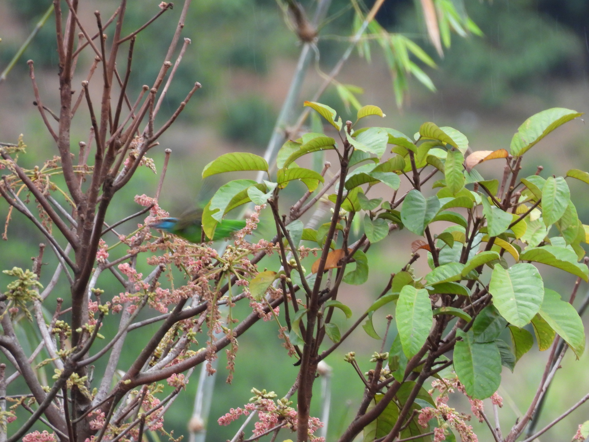 Indochinese Barbet (Psilopogon annamensis), photo 7