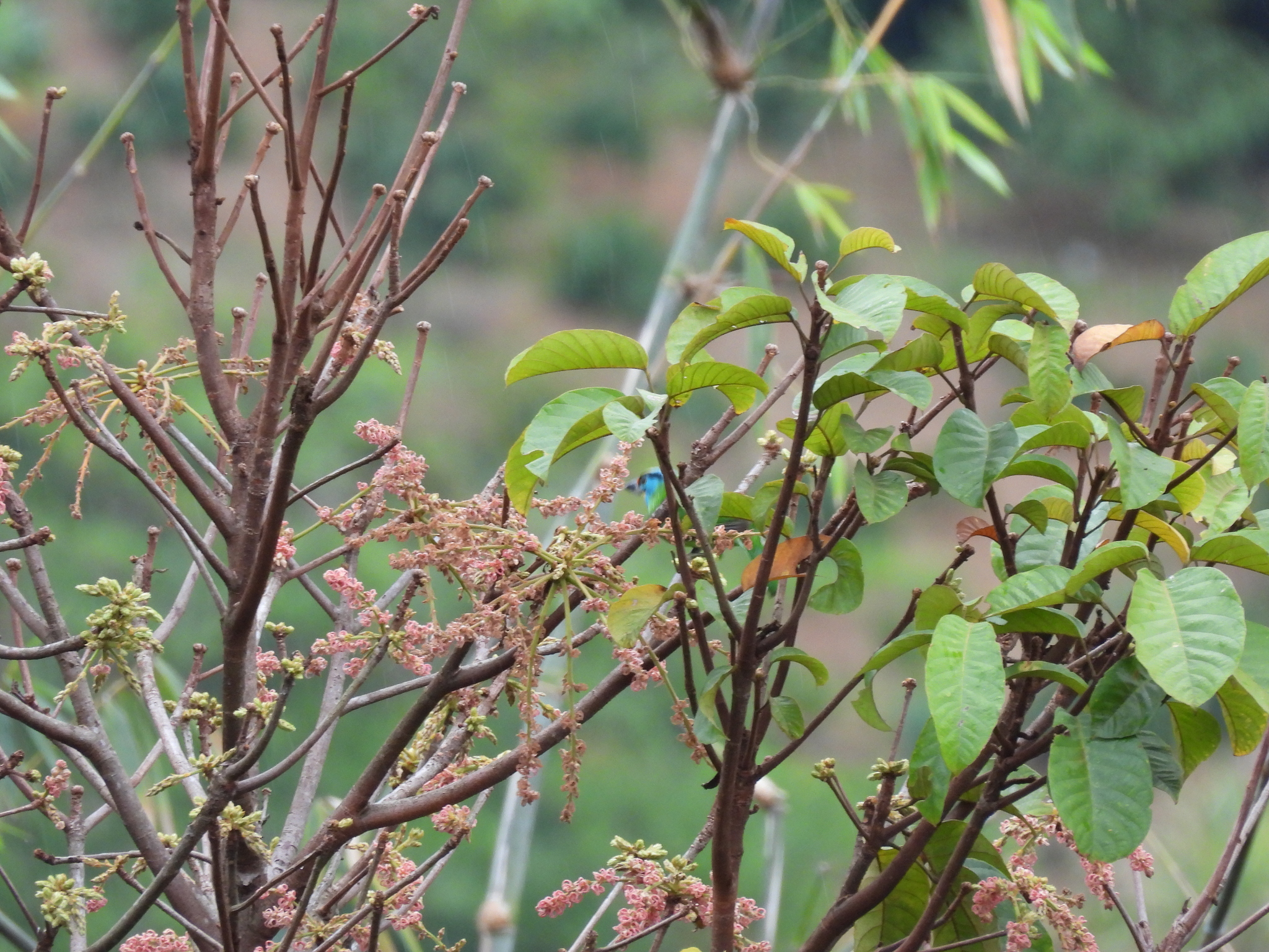 Indochinese Barbet (Psilopogon annamensis), photo 9