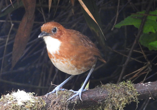 Red-and-white Antpitta (Grallaria erythroleuca)
