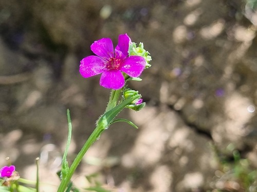 Curnow's Curse (Calandrinia compressa)