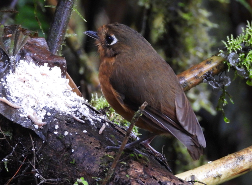 Rufous-breasted Antpitta (Grallaricula leymebambae)