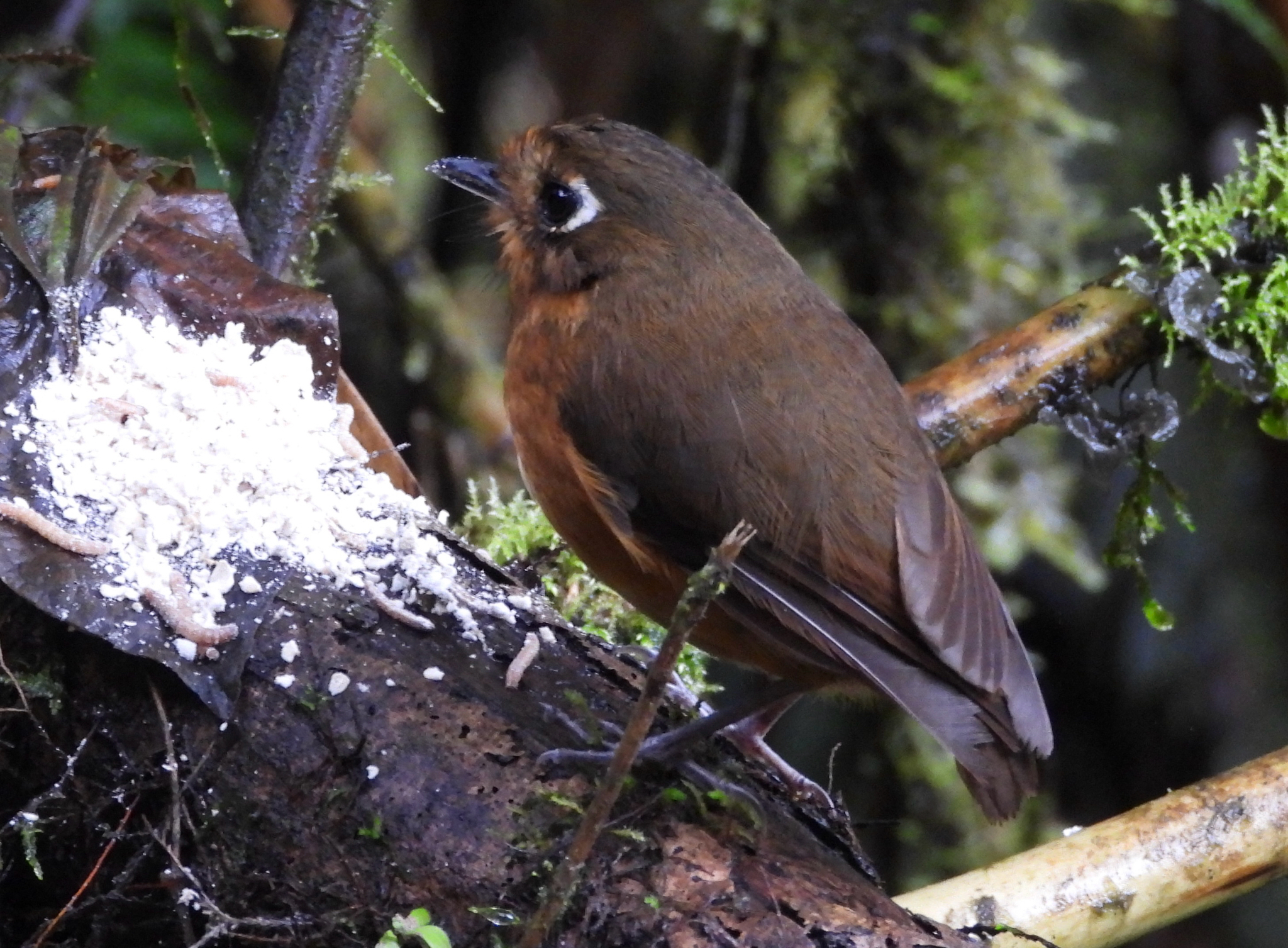 Rufous-breasted Antpitta (Grallaricula leymebambae), photo 1
