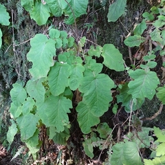 Francoa appendiculata