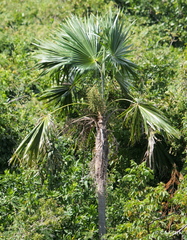 Coccothrinax
