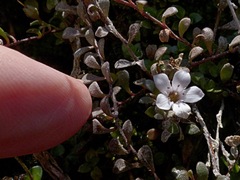 Samolus repens repens