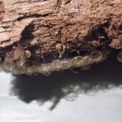 Cribraria argillacea