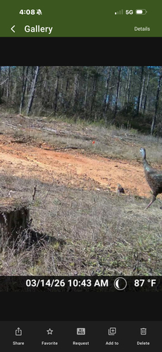 Wild Turkey photographed in Alabama