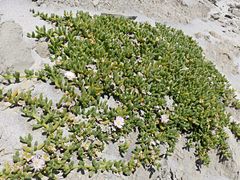 Disphyma australe australe