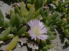 Disphyma australe australe