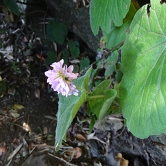 Francoa appendiculata