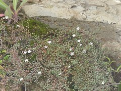 Samolus repens repens