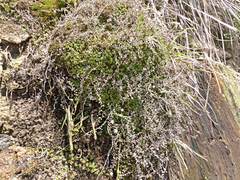 Samolus repens repens