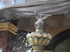Columba livia
