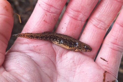 Iowa darter (Etheostoma exile) — Percidae — 3