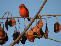 Pyrocephalus rubinus