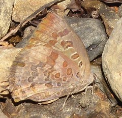 Arhopala amantes