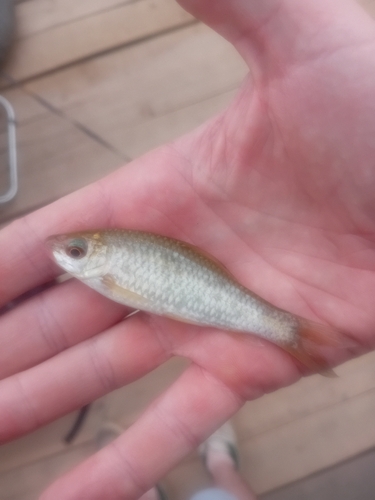 Lowland osteochilus (Osteochilus salsburyi) — Cyprinidae — 3