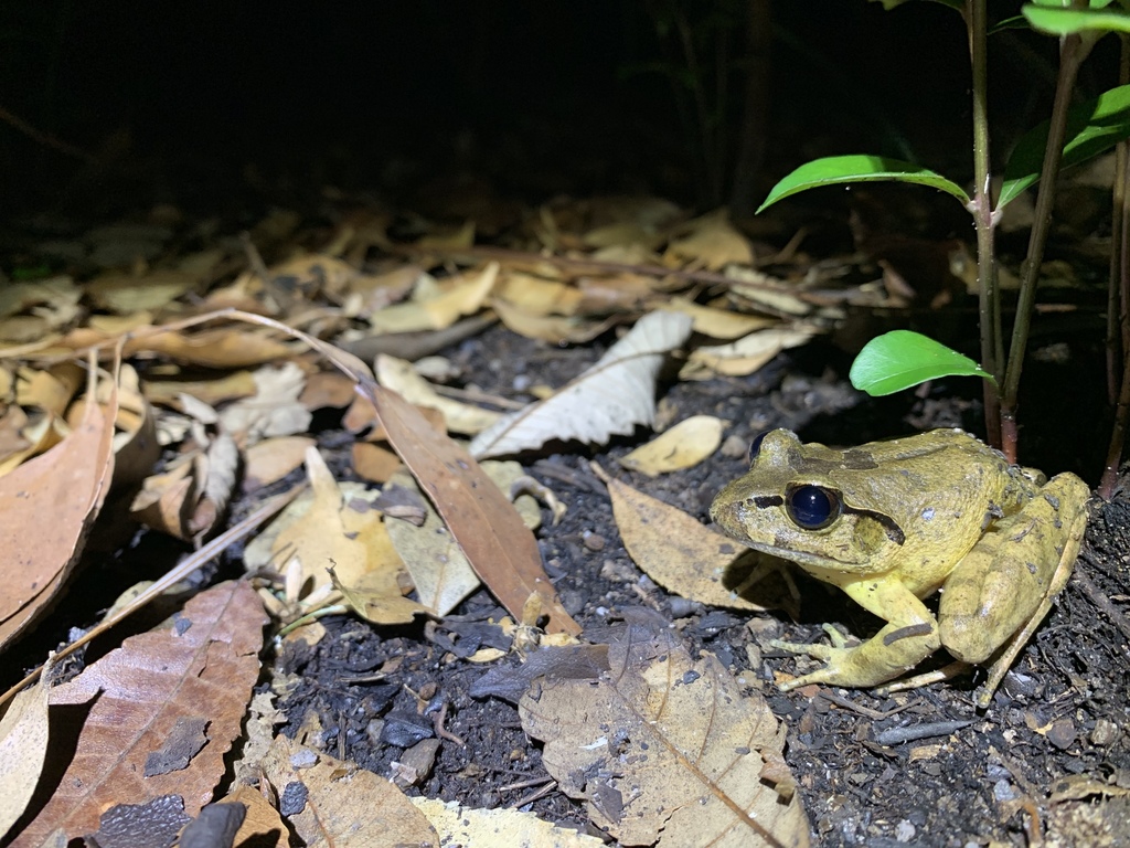 Grey Barred Frog