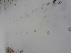 Canis lupus italicus