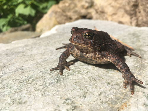 American Toad photographed in Minnesota