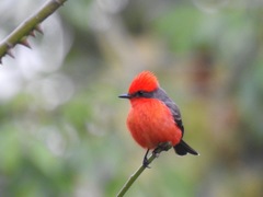 Pyrocephalus rubinus