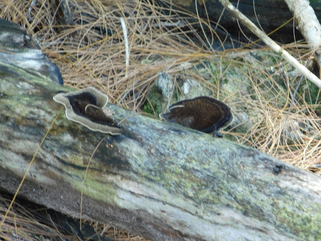 Hexagonia hydnoides · March 2026 · photo: © herons (iNaturalist, cc-by)