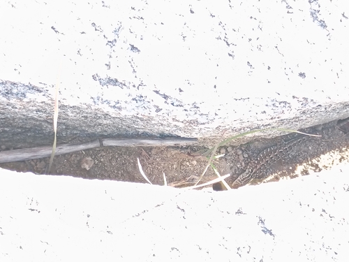 iNaturalist observation photo of Sceloporine Lizards