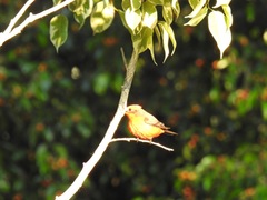 Pyrocephalus rubinus