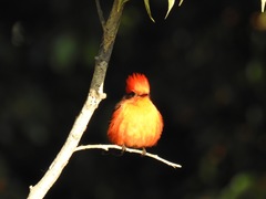 Pyrocephalus rubinus