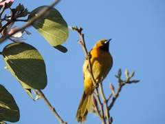 Icterus cucullatus