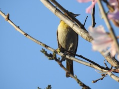 Icterus