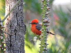 Pyrocephalus rubinus