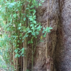 Laurelia sempervirens