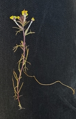 Triphysaria eriantha